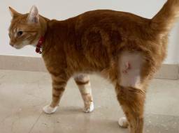 Simba na haar operatie (privéfoto).