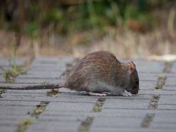 Een bruine rat (foto ter illustratie).