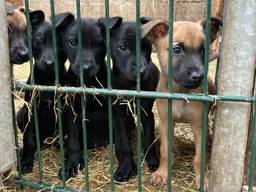 De vijf meegenomen pups. (foto: LID)