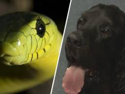 Zo wist speurhond Murdoch de gevaarlijke groene mamba toch te vinden
