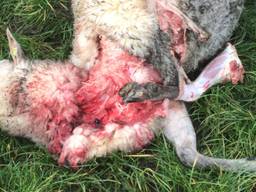 Eén van de schapen die de aanval van de wolf niet overleefde (foto: Stijn Timmermans) 