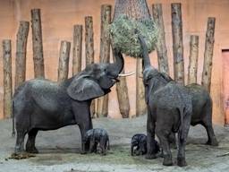 Beekse Bergen verrast door geboorte van olifantje