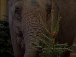 Kerstbomen op het menu voor de olifanten uit Dierenrijk