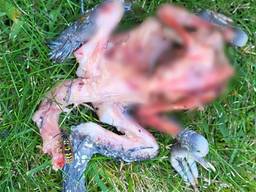 Dit gestripte dier lag in de tuin maar wie heeft het omgebracht?