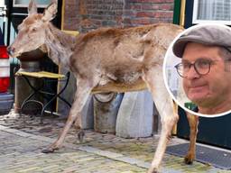 https://api.omroepbrabant.nl/img/f/$width$/$height$/0.5/0.5/bWVkaWEvcHJvZC80NDQzNDkyLmpwZz9zdj0yMDE5LTA3LTA3JnN0PTIwMjAtMDEtMDFUMDAlM0EwMCUzQTAwWiZzZT0yMDQwLTAxLTAxVDAwJTNBMDAlM0EwMFomc3I9YiZzcD1yJnNpZz12ZUdYWmRZeHpOZklnbnFXT3lnNXdiRFpMblVqR2R6MVRXdTBXRWgycW1JJTNE