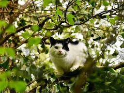 Snoetje, de avontuurlijke kat (foto: Rico Vogels SQ Vision).