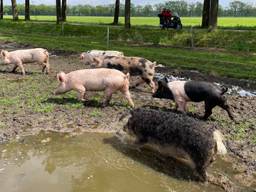 Varkens in de modder in Aarle-Rixtel (Foto: Alice van der Plas)