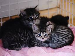 Dit zijn niet de kittens die zijn gedumpt in Helvoirt (foto: ANP).