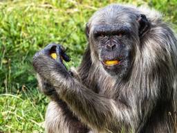 De chimpansees weten dat Wouter dood is: 'Ze hebben gegild en geduwd'