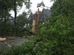 Een boom werd door de bliksem vernield (foto: SQ Vision).