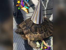 Theo de schildpad is terecht en dat vieren we met een krop sla en tzatziki