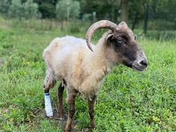 Foto: Stichting Goedland