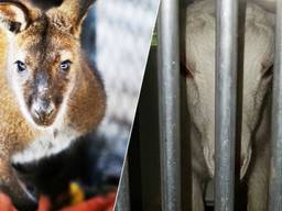Foto's: Omroep Brabant. 