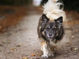 Loslopende honden richten meer schade aan dan een wolf vindt de boswachter van de Loonse en Drunense Duinen (fot:ANP) 