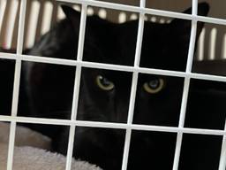 Verwaarloosde honden en katten