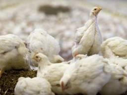Beeld ter illustratie (Foto: ANP)