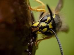 De wesp (archieffoto: ANP).