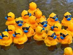 Duizenden badeendjes op de Dommel