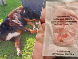 Foto's: Roy Mengerink