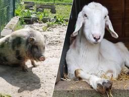 Oma Knorretje en Maan de geit moeten verhuizen (foto's: Kinderboerderij De Sik).