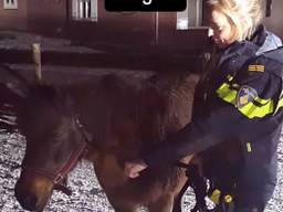 Loslopend paard (foto: Instagram / Politie Veldhoven Waalre)