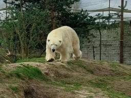 IJsbeer Wilbär (foto: Eindhoven Zoo).