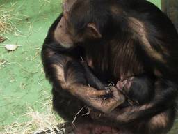 Chimpansee geboren in Beekse Bergen