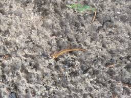 Jan vroeg zich af of deze salamander niet te vroeg uit zijn winterslaap is ontwaakt (foto: Jan Vingerhoeds).