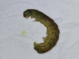 Zit deze rups in je moestuin dan zit jij in de hel en de rups in de hemel (foto: Jeroen en Ingrid)