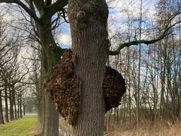 Wat is dit gekke aanhangsel? Frans weet het antwoord (foto: Loes Goossens).