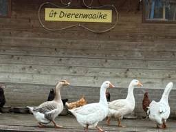 https://api.omroepbrabant.nl/img/f/$width$/$height$/0.5/0.5/bWVkaWEvcHJvZC80NjQ5NTIyLmpwZz9zdj0yMDE5LTA3LTA3JnN0PTIwMjAtMDEtMDFUMDAlM0EwMCUzQTAwWiZzZT0yMDQwLTAxLTAxVDAwJTNBMDAlM0EwMFomc3I9YiZzcD1yJnNpZz0zZnRUSU9UVGlLZlp0TUJkblNTdjI3SVdIMkpQd1N5ZU0wQk9FMGJWcWJjJTNE