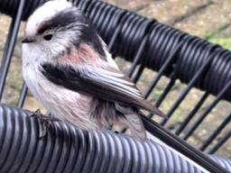 Staartmees tikt tegen het raam en ene spiegel in de tuin, omdat hij/zij denkt dat daar een concurrent zit. (foto Hetty van Veghel)