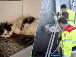 De dierenambulance wist de kat uiteindelijk te redden (Foto: Dierenambulance Hokazo.)