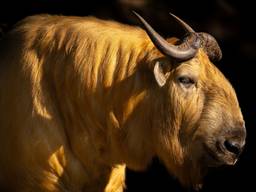 Een gouden takin (foto: Eindhoven Zoo)
