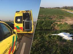 De dierenambulance heeft de overleden zwaan meegenomen (foto's: Dierenambulance Brabant Noord-Oost).