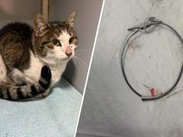 Foto: Dierenasiel Waalwijk.