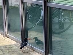 Een scholekster met spiegelbeeld (foto: Jolanda Kantelberg).