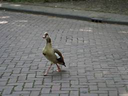 Gans zet boel op stelten, hulpdiensten komen voor niets