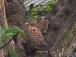Deze jonge lynx is ontsnapt uit de dierentuin (foto: Eindhoven Zoo).