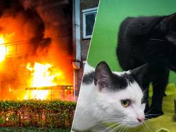 Foto links: Persbureau Heitink / Foto rechts:  dierenarts Stijn Peters.