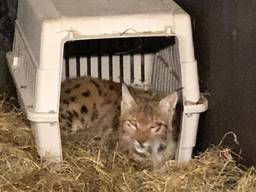 De jonge lynx is weer terug in de dierentuin (foto: Eindhoven Zoo).