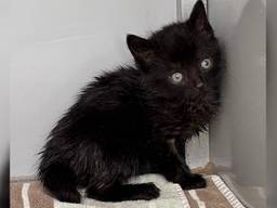 Een van de kittens (foto: Dierenambulance Brabant Noord-Oost).