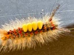 De rups van de witvlakvlinder (foto: Isidoor Jacobs).