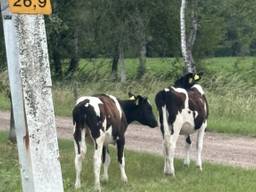 'Kijk nou al die auto's, wat geinig' (foto: Weginspecteur Robert/X).