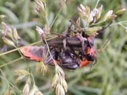 Een zwartpootsoldaatje eet een ander soldaatje op (foto: Ellen Smits).