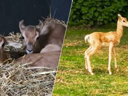 De twee kalfjes in de dierentuin (foto's: ZooParc Overloon).