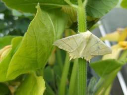 Conny zag deze vlinder op een pompoenplant in een kas (foto: Conny van der Vloet).