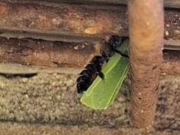Een behangersbij spec. (foto: Francine van den Broek).