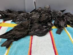 De jonge vogels moeten een paar keer per dag met de hand worden gevoerd (foto: Vogelrevalidatiecentrum Zundert).