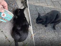 De kat krijgt al een half jaar lang eten van buurtbewoners. (Foto: Yvonne van Bommel / DMG Deurne).